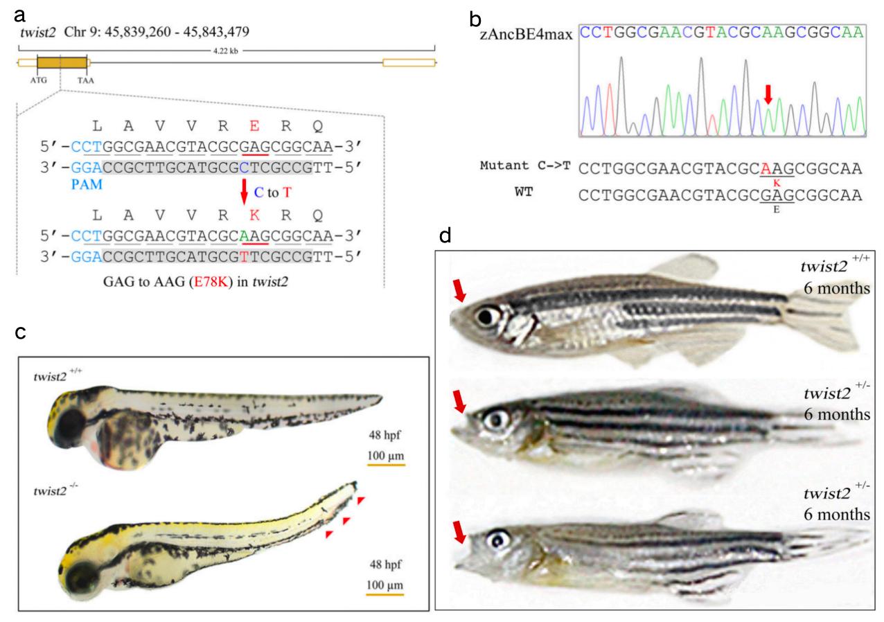 斑马鱼单碱基定点突变