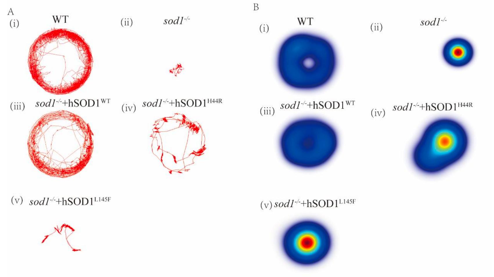 斑马鱼大片段转基因模型