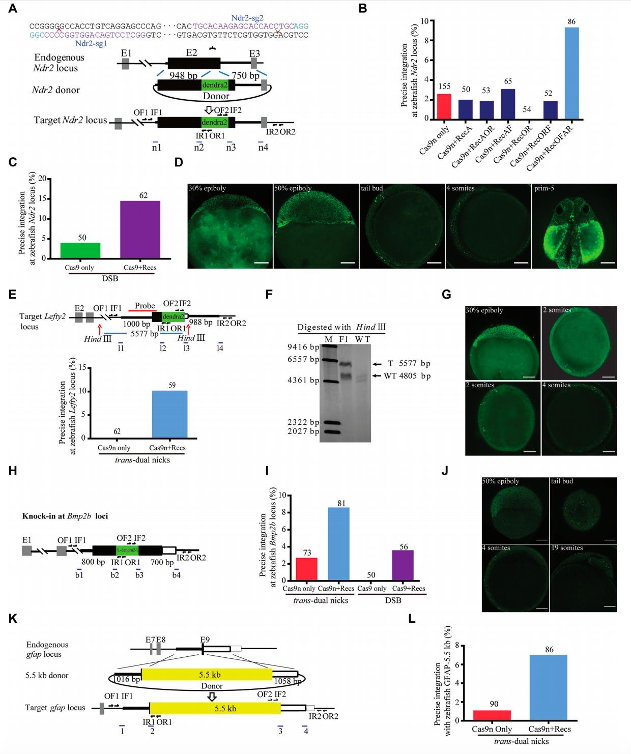 斑马鱼基因敲入
