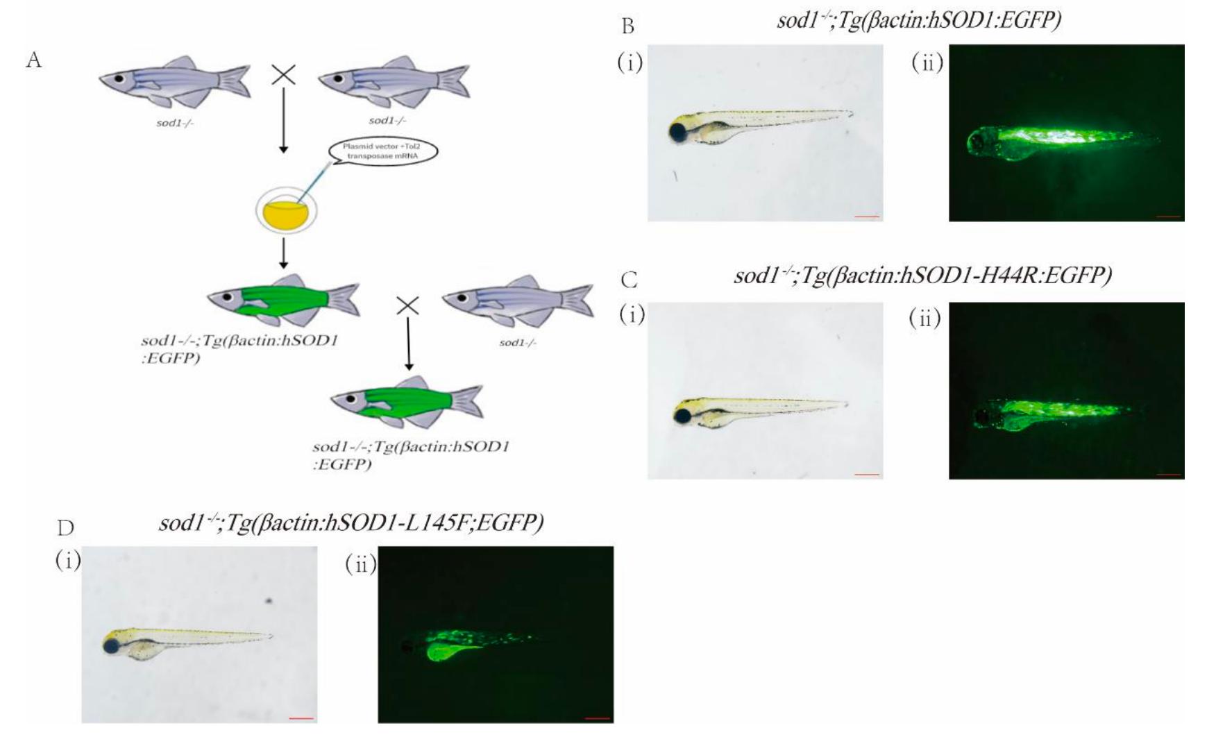 斑马鱼大片段转基因模型