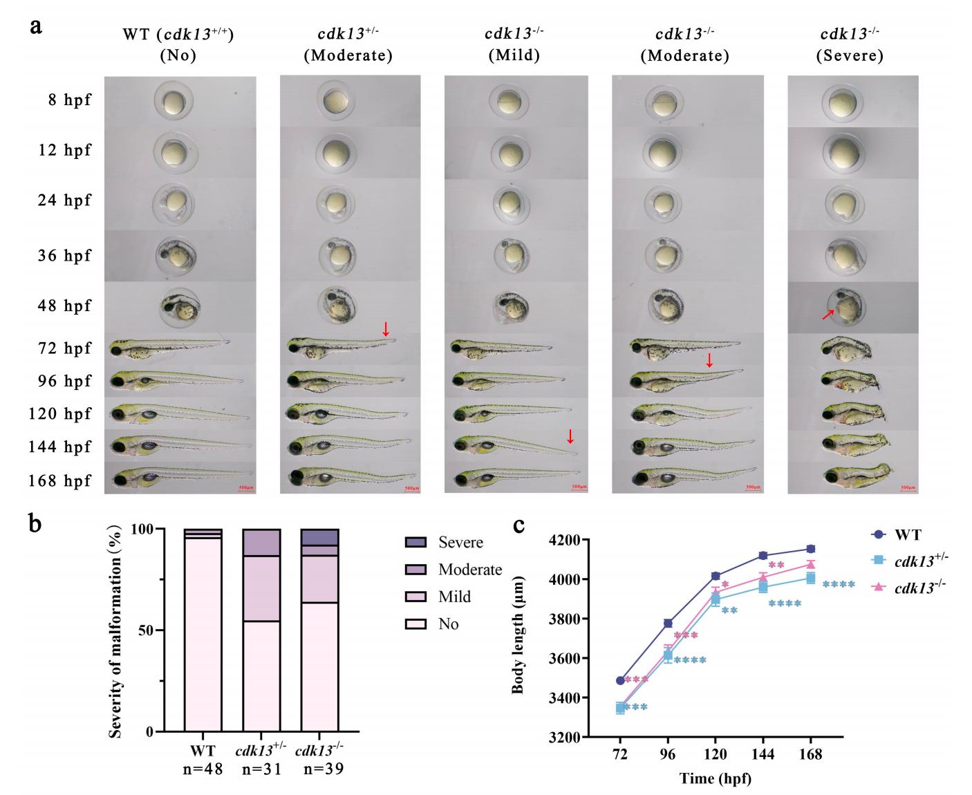 斑马鱼发育情况明场观察